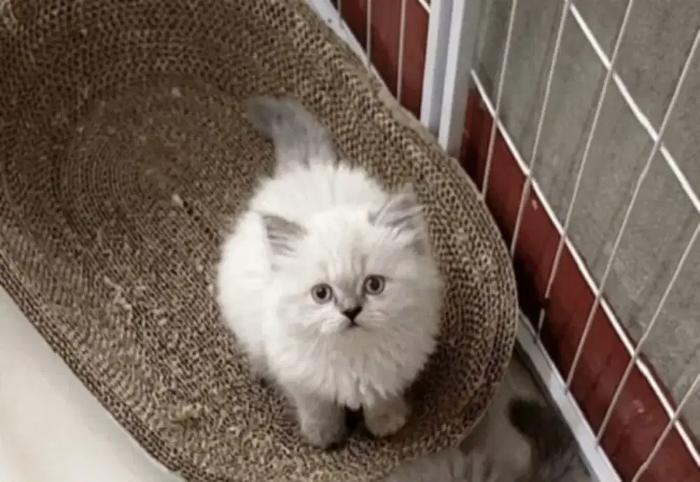 Kitten Himalaya