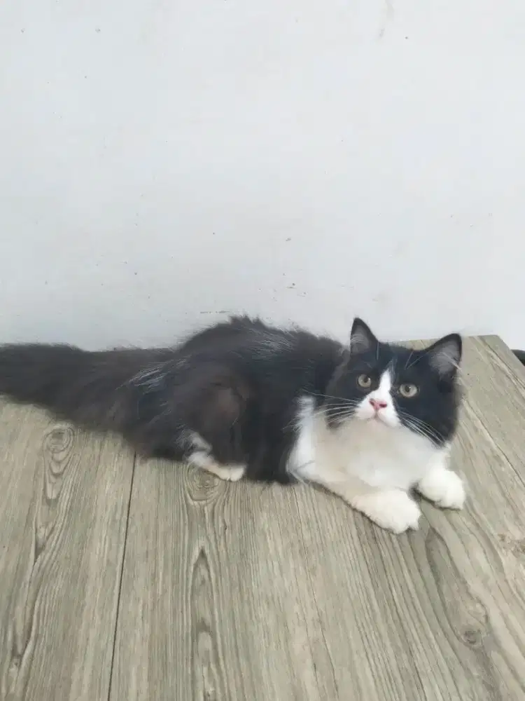 Open Adopt Urgent!!