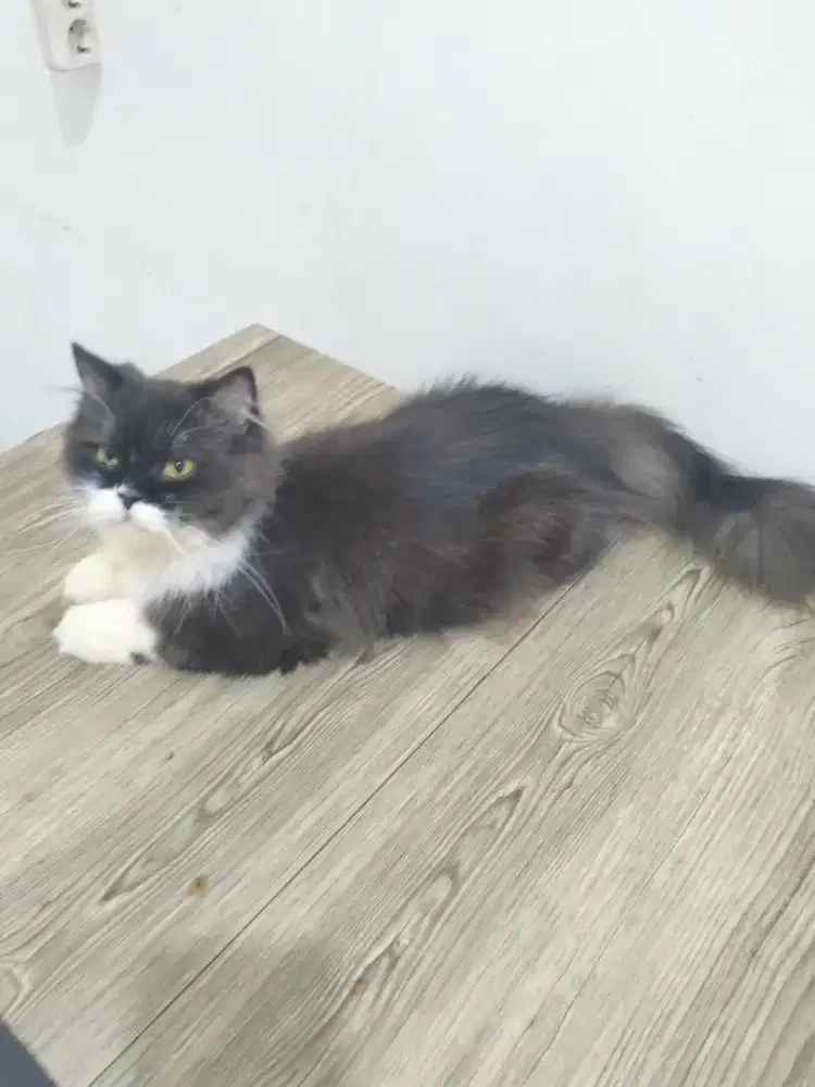 Open Adopt Urgent!!