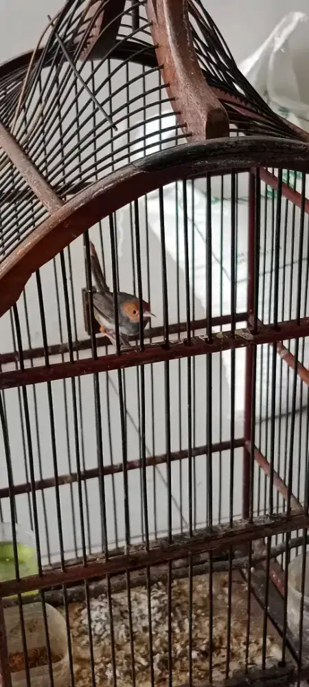 Burung prenjak merah cemotan