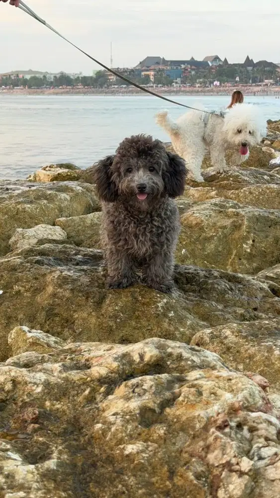Silver Poodle mini