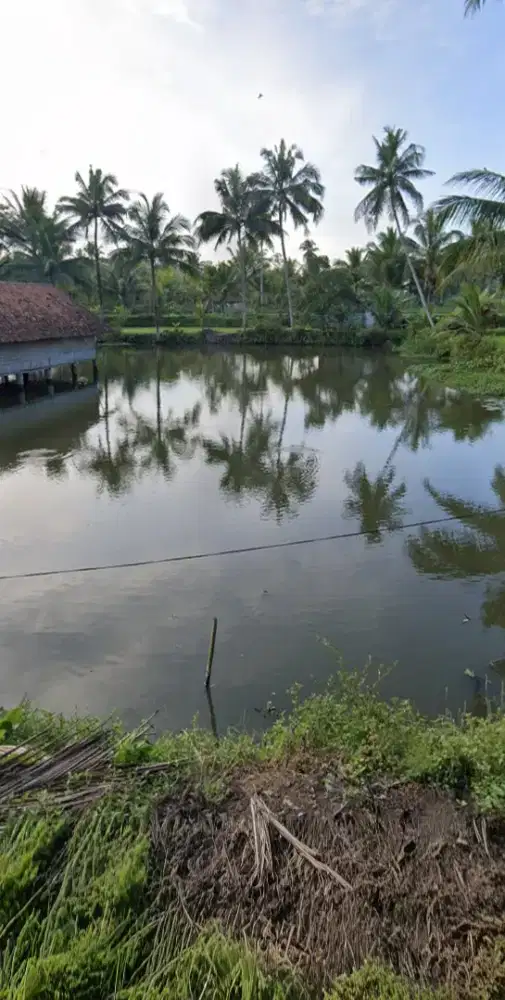 dijual cepat tanah dan kolam luas