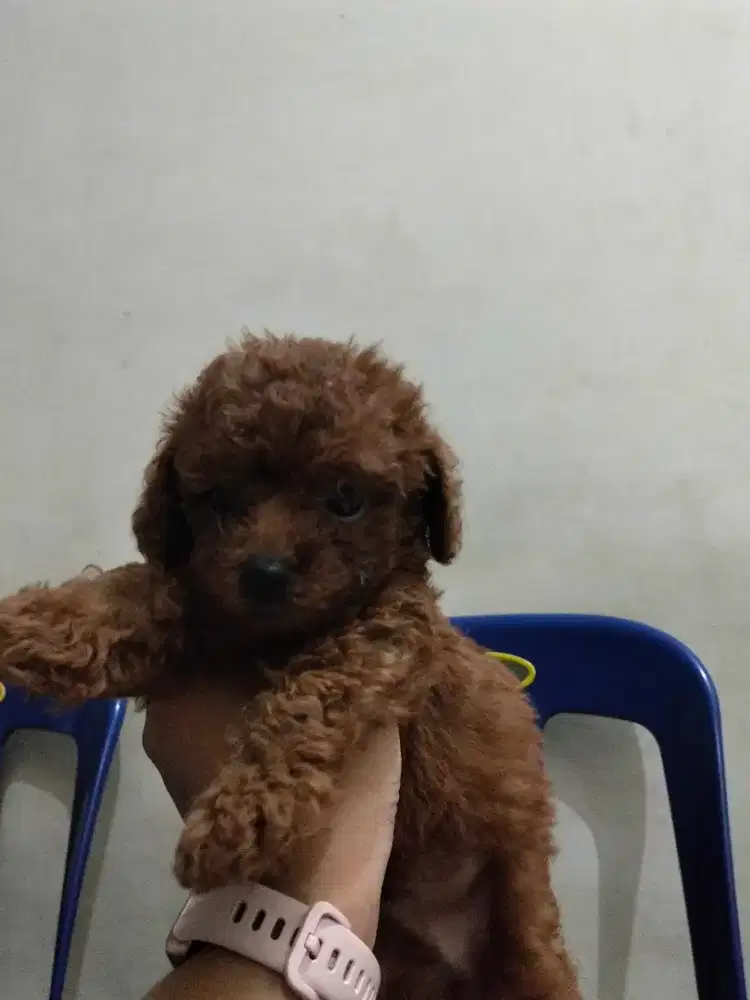 Anakan poodle jantan