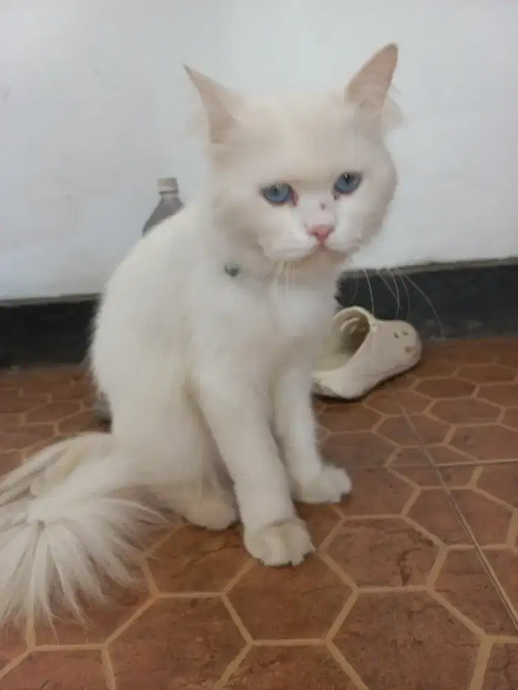 jual kucing mixed