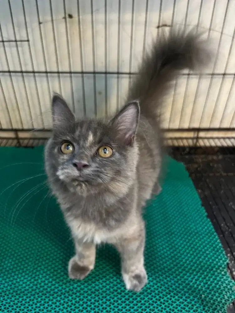 Open adopt kitten persia