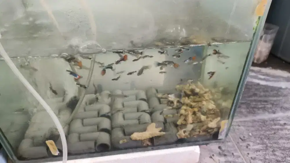 Ikan guppy prtde