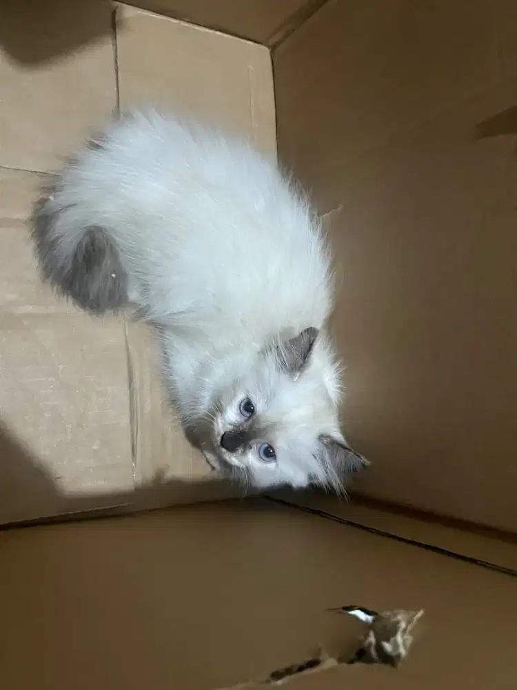 KUCING RRAS HIMALAYA