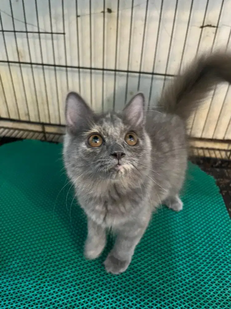 Open adopt kitten persia