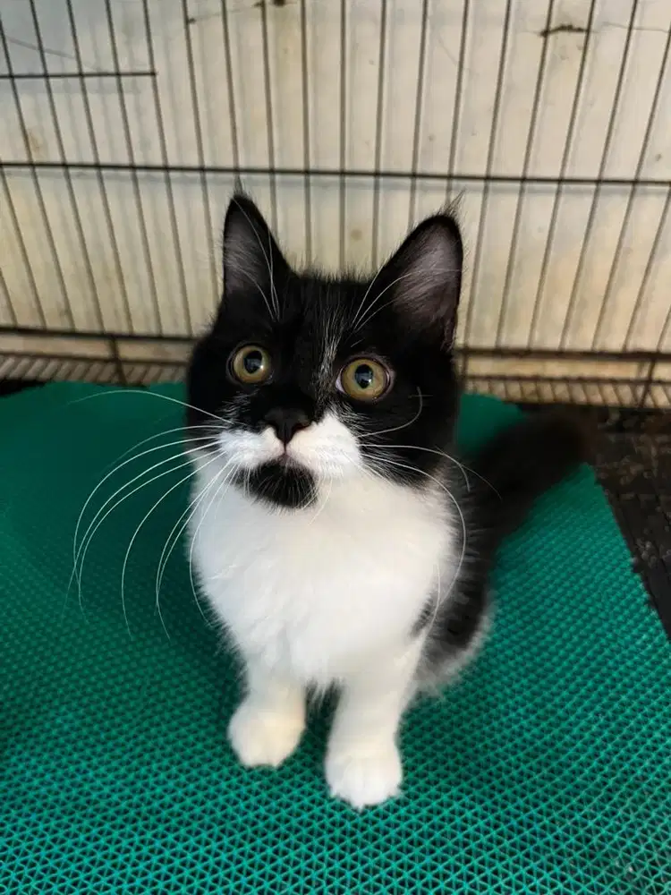Open adopt kitten persia