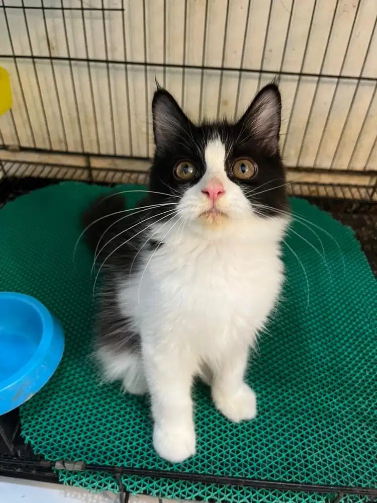 Open adopt kitten persia