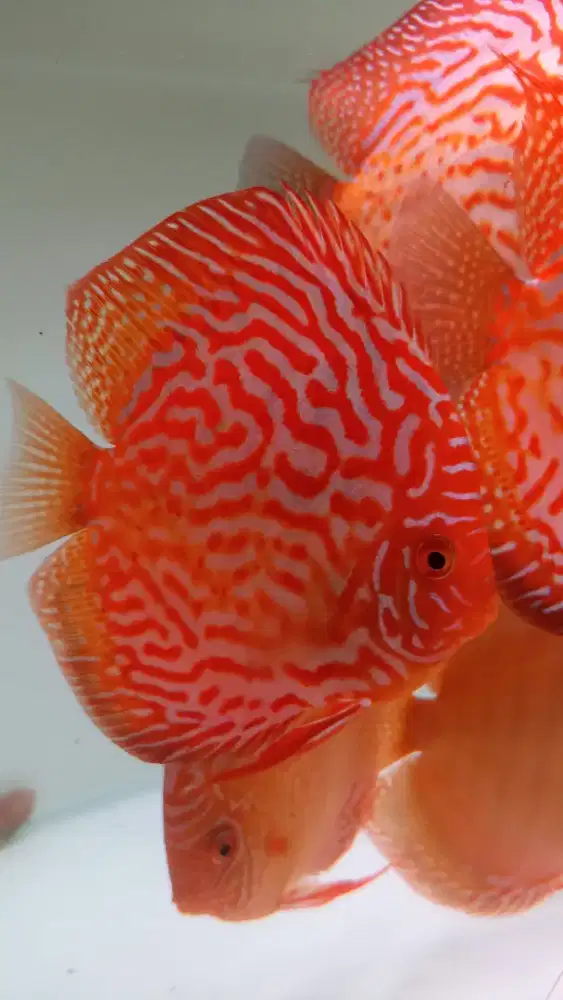 Ikan hias akuarium aquarium aquascape discus diskus red pigeon 4 inch