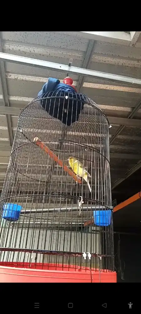 Burung kenari F1ys ring gacor muda
