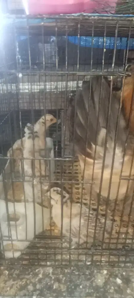 Anakan Polan mix 3 ekor