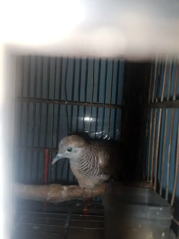 Burung perkutut jantan
