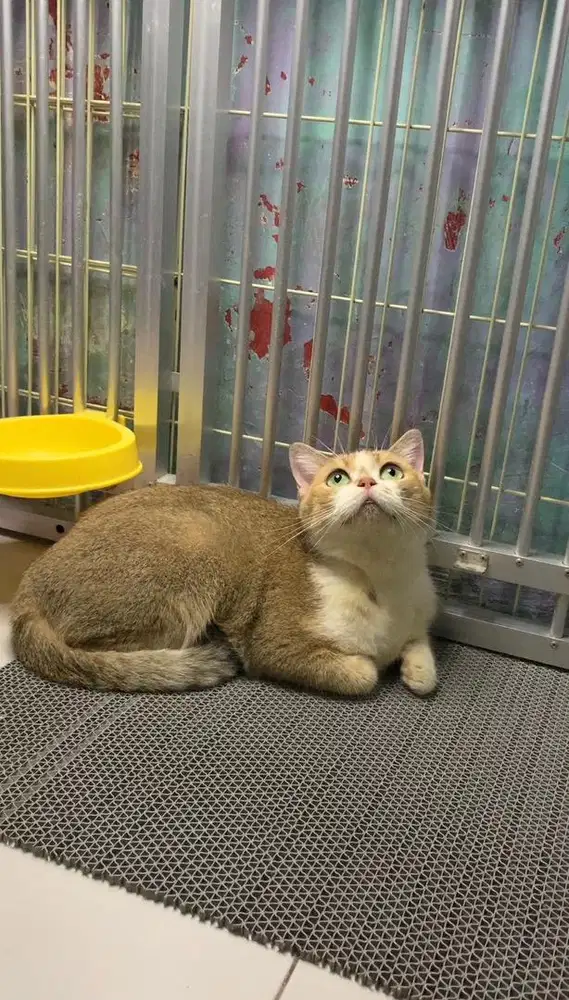 BSH Bico Golden
