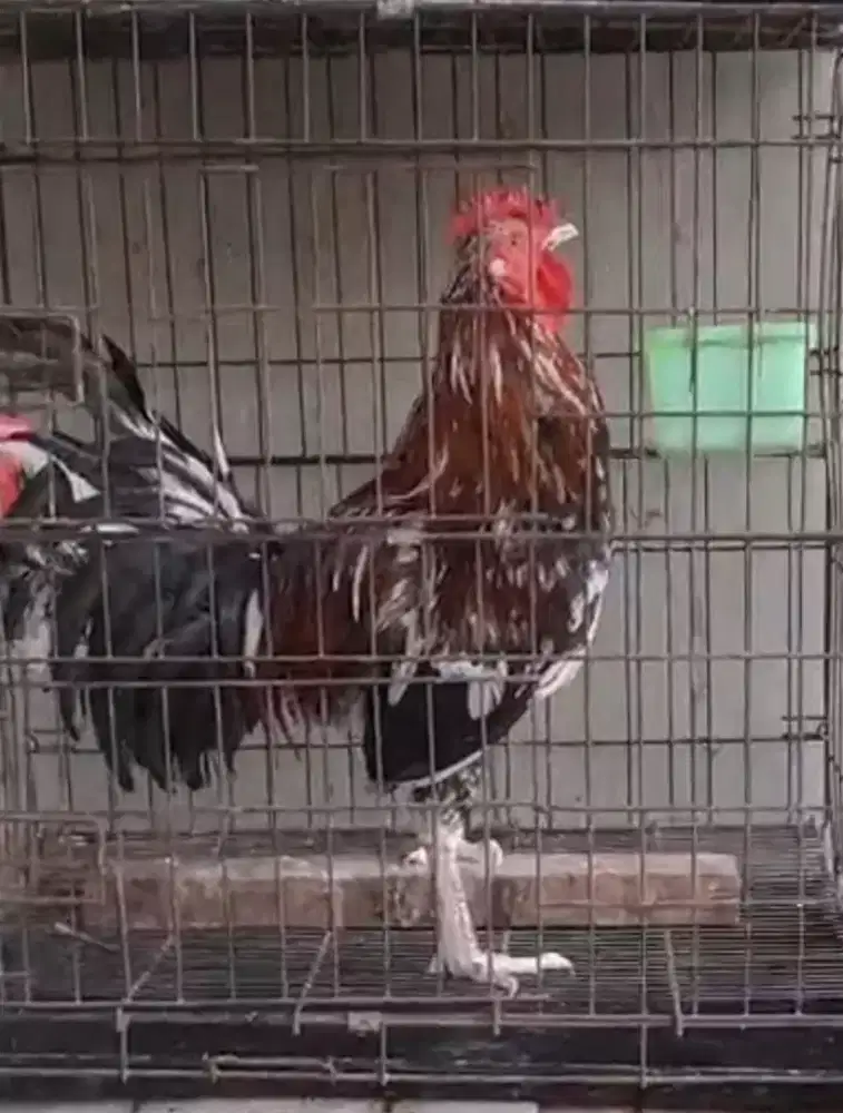 Ayam ketawa jantan
sudah kokok