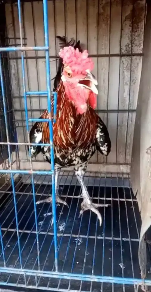 Ayam ketawa jantan warna bulu bagus