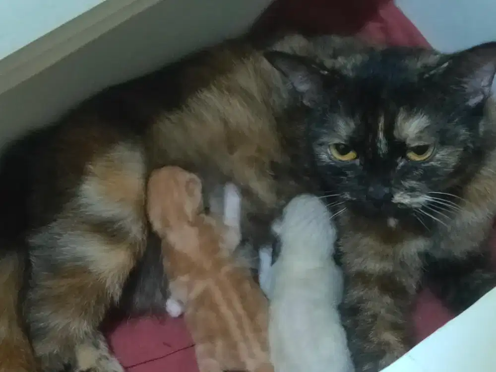 Kucing mom n kitten persia mix himalaya