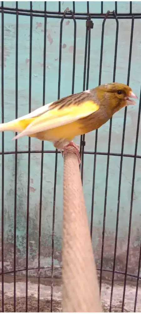 Kenari gacor warna idaman materi red siskin