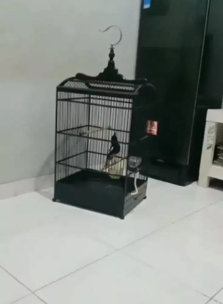 Di jual burung kacer daput ngobra FS