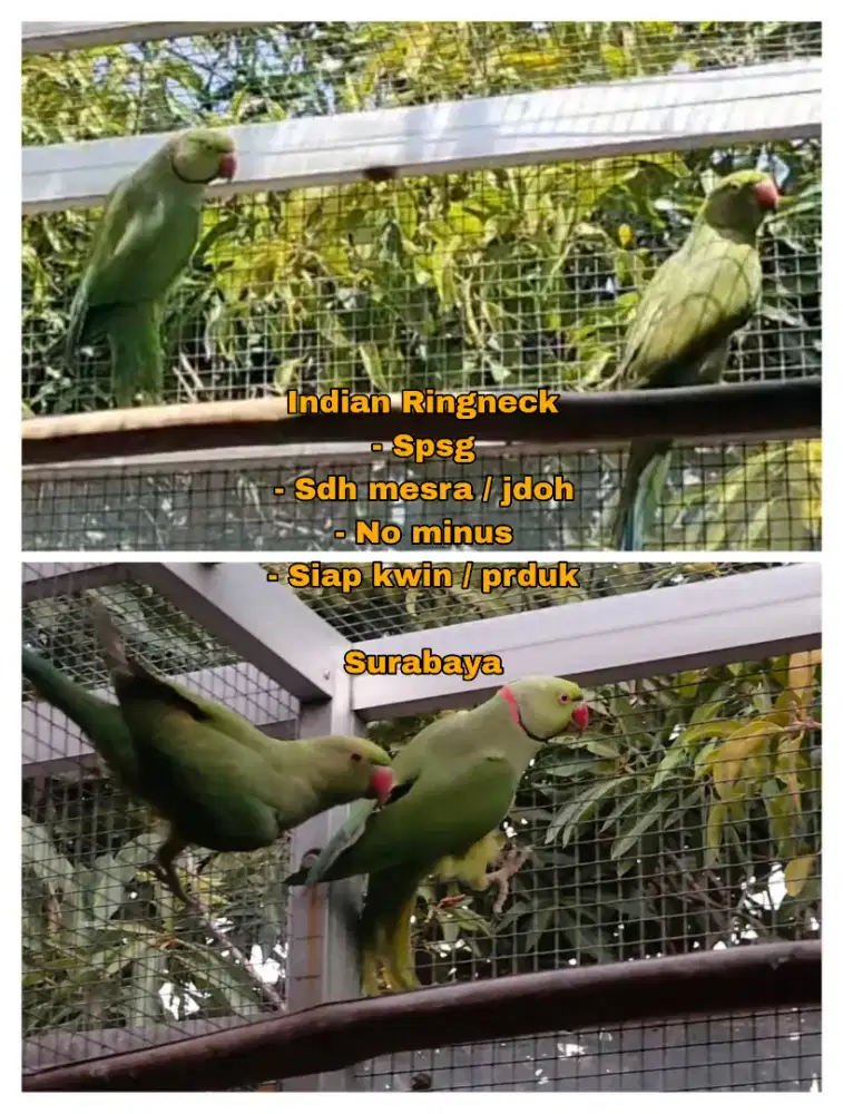 Burung IRN ( indian ringneck ) Sepasang