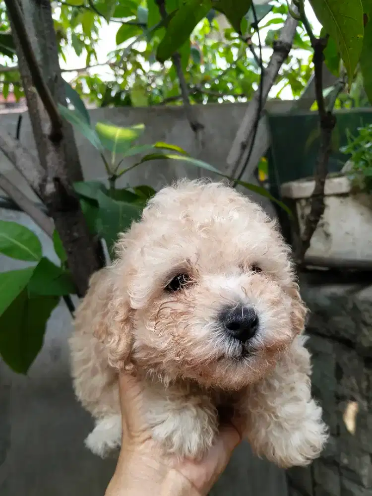 Toy Poodle Betina
