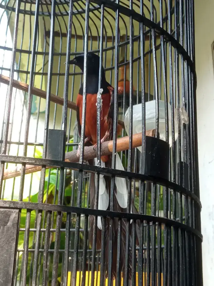 Burung Murai Gacor