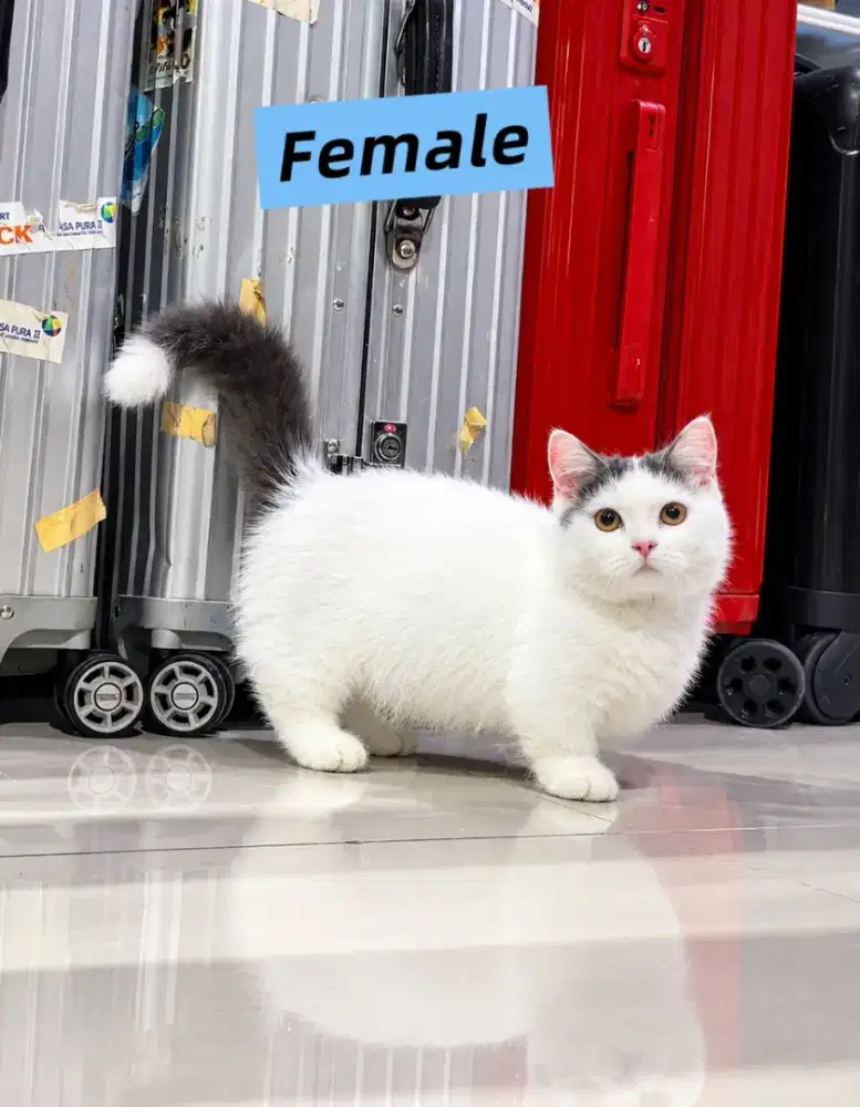 Munchkin Bsh Female