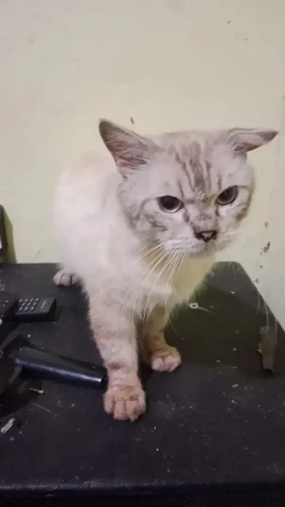 Ganti pakan jantan Himalaya