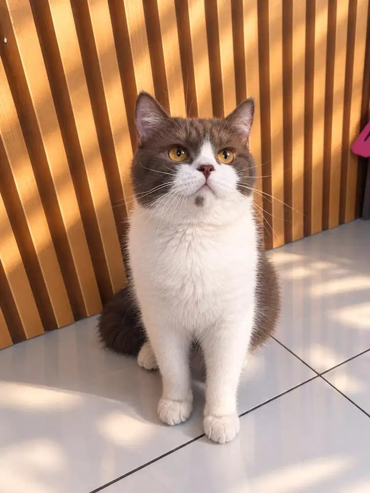 Kucing british shorthair jantan cinnamon