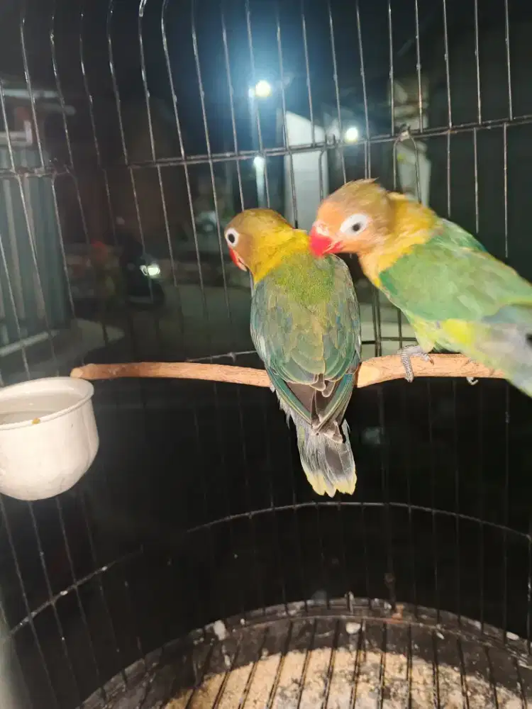Lovebird paud dark green