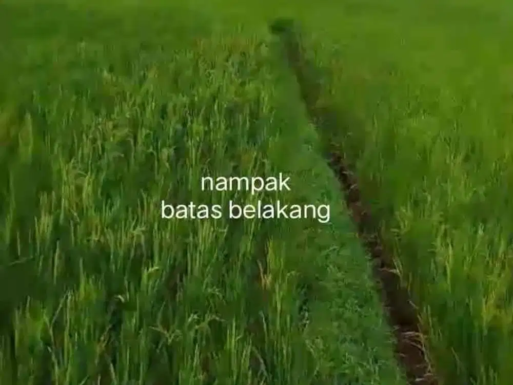 DIJUAL TANAH SAWAH MURAH DAERAH ANCOL PASIR JAMBE