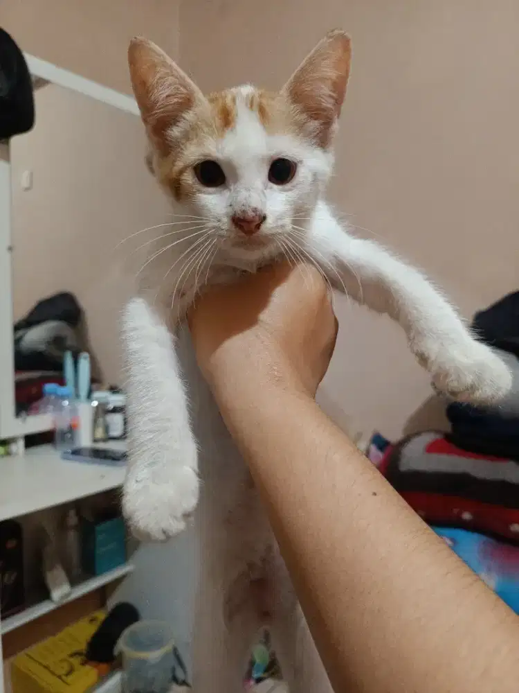 lepas adopsi kitten betina usia 2 bulan