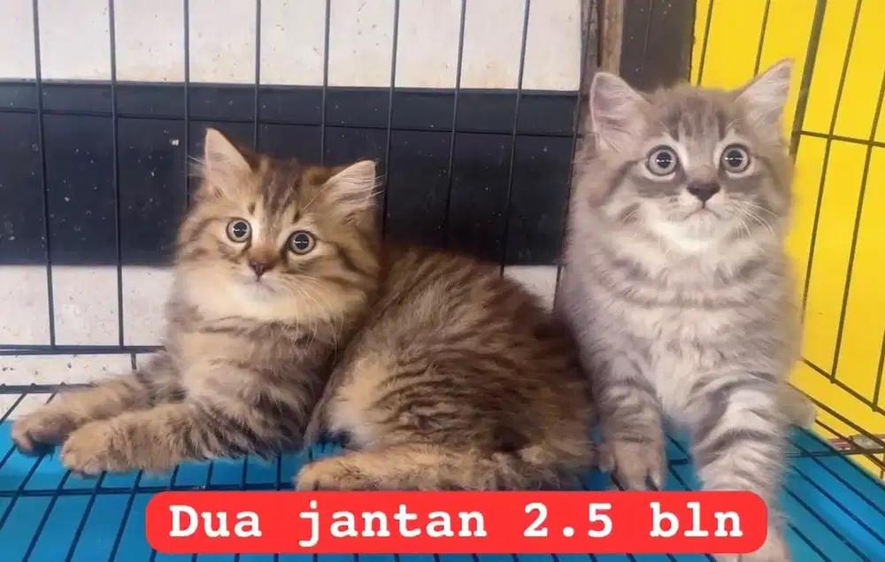 Kucing ras persia gembul
