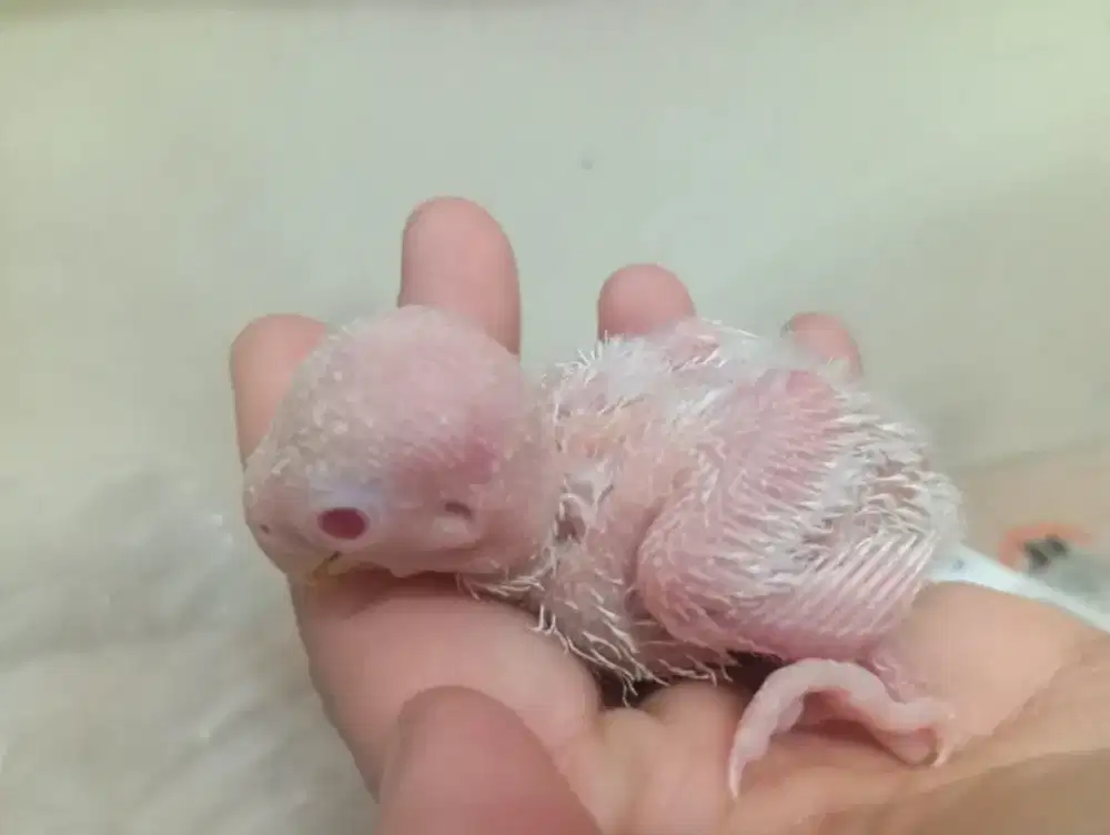Lolohan lovebird Albino MM