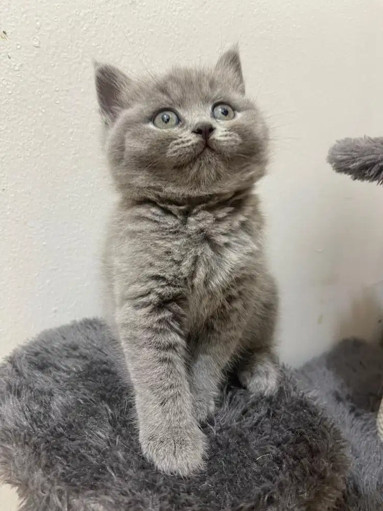 Open adopt BSH IMPORT