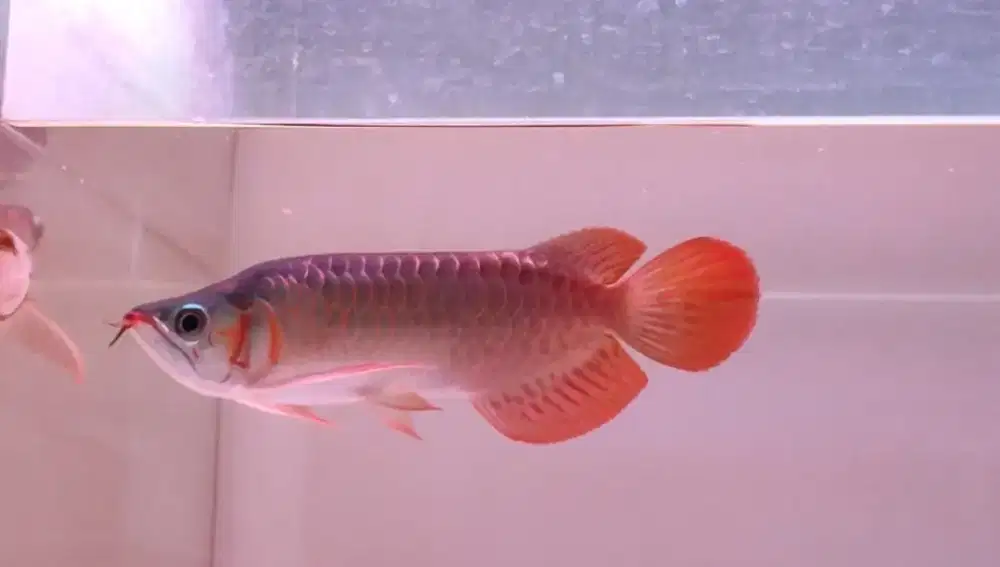 Arwana super red king 30cm