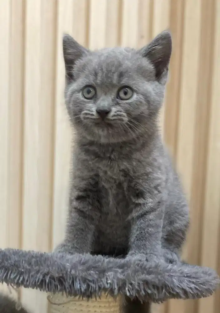 Open adopt kucing bsh