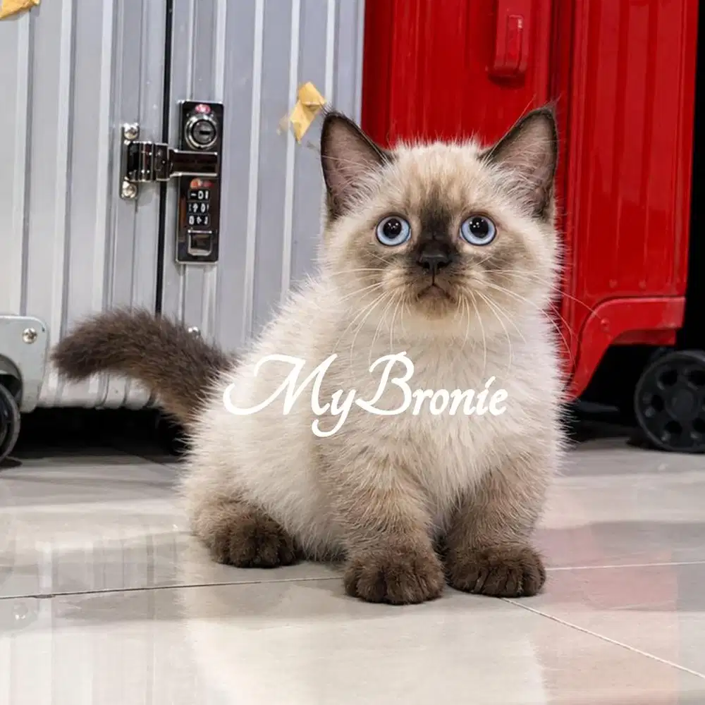 Kucing munchkin british shorthair seal point
