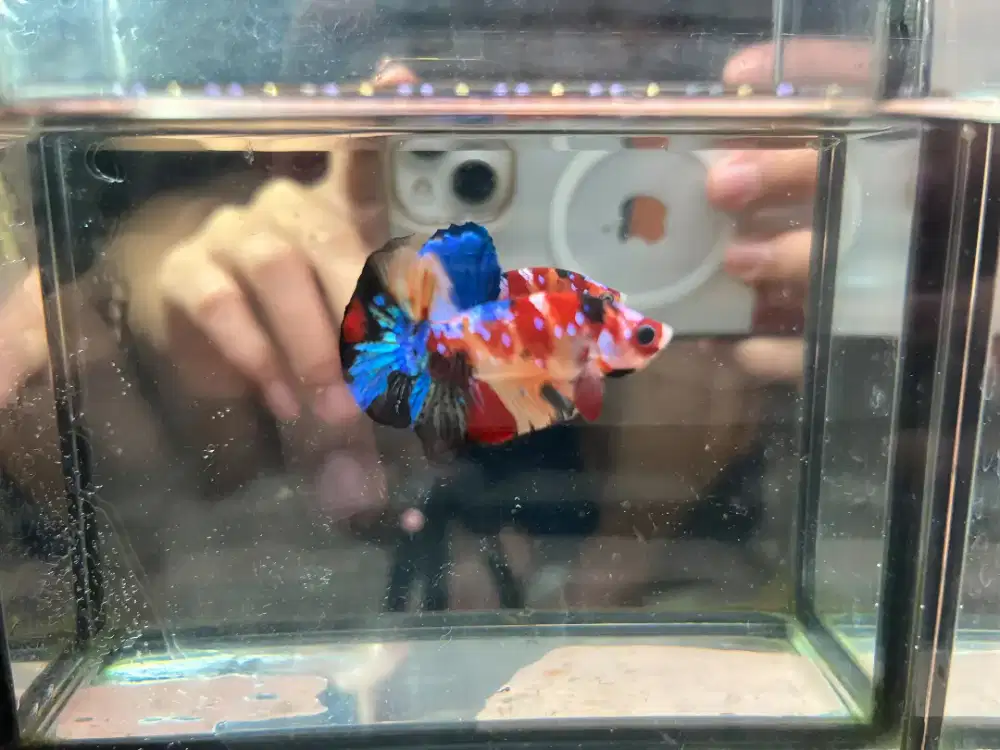 Ikan cupang plakat Multicollor
