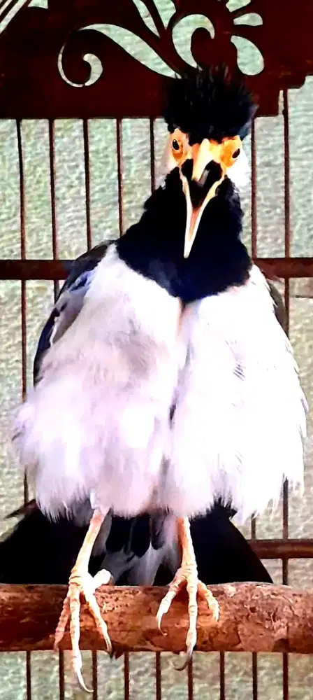 BURUNG JINAK GACOR NGOCEH NGEROLL