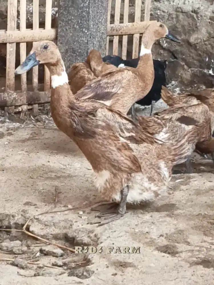 Telur Bebek Fertil / Telur Bebek Kalung / Fertil 90%