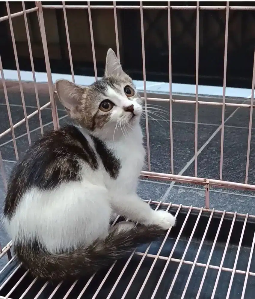 british shorthair bsh betina 4 bulan brown tabby and white