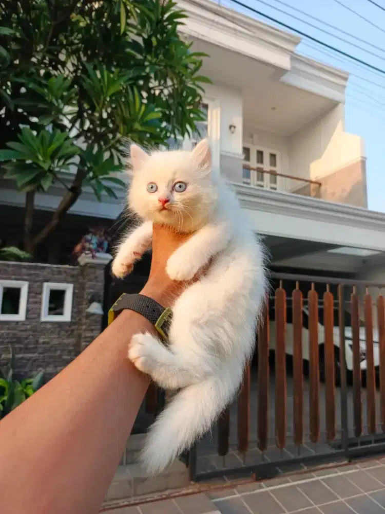 Kitten persia flatnose
