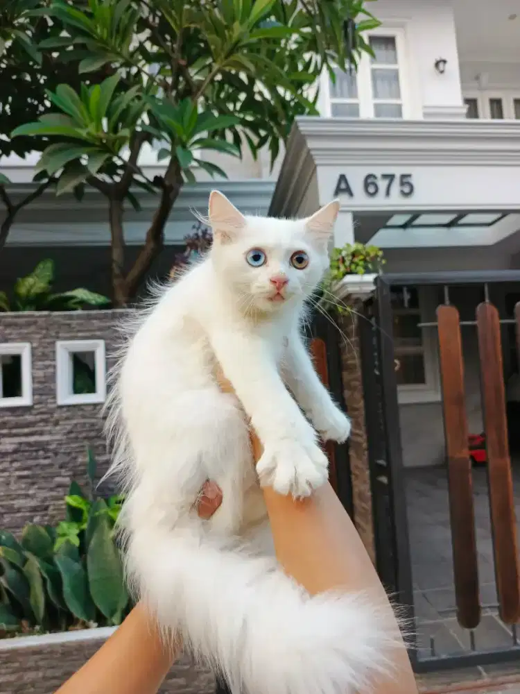 Kitten persia ODDE EYES white solid