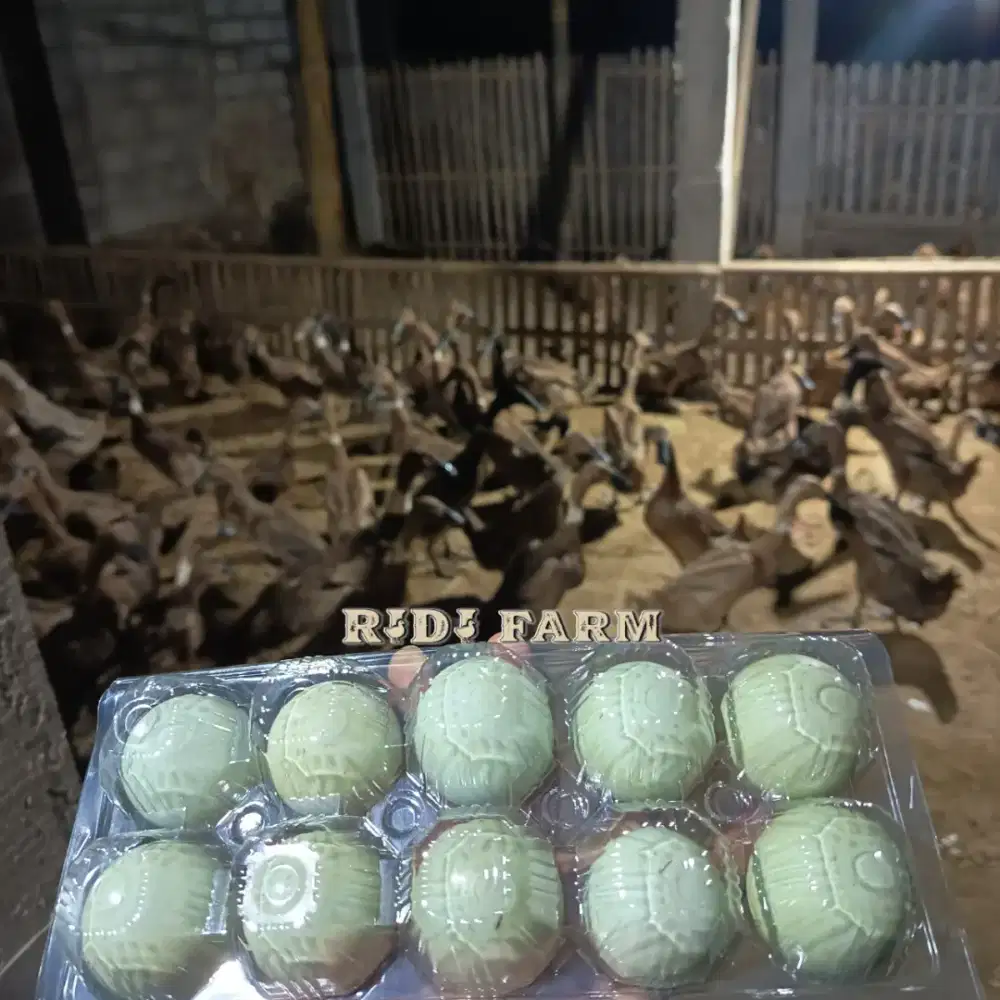 Telur Bebek Fresh Langsung Kandang Sendiri