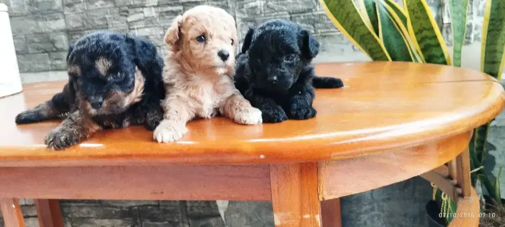 Tiny poodle betina