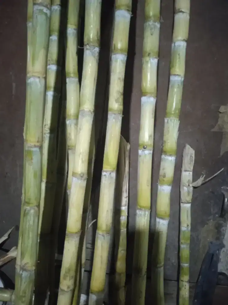 Dagang sistik tebu