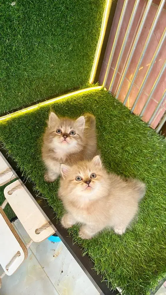 himalaya chinamoon
