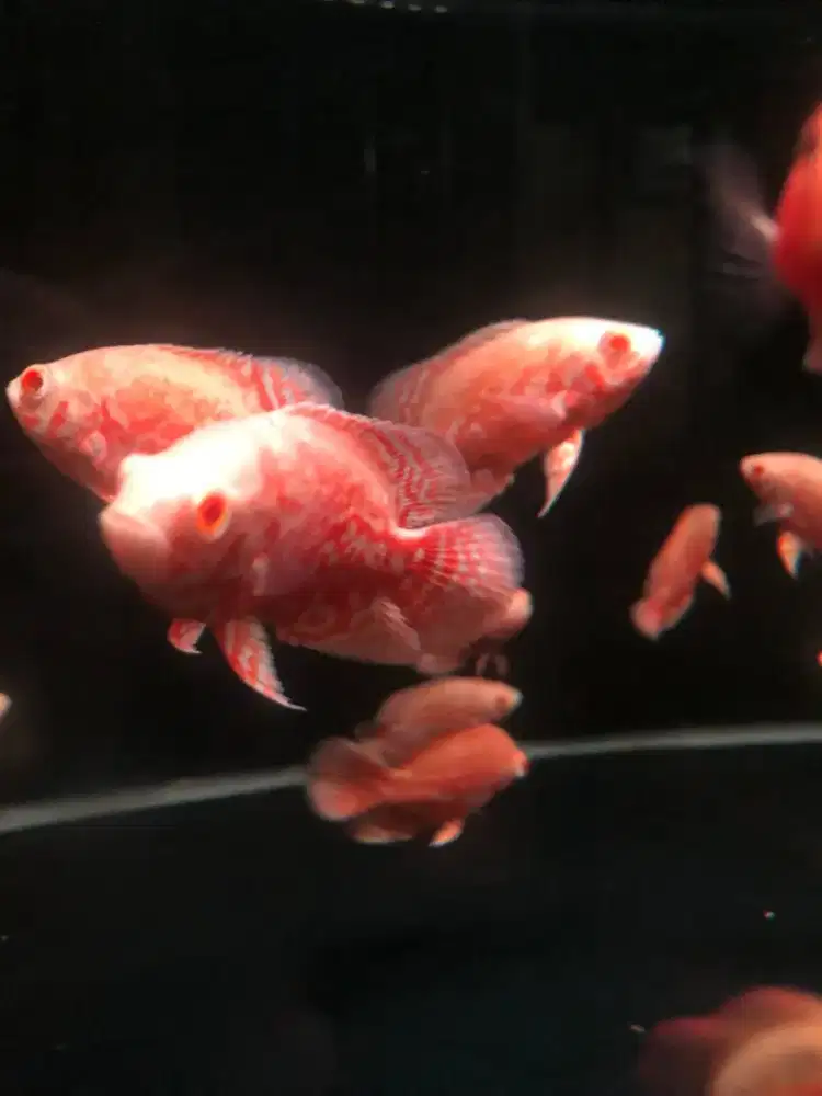 Ikan Oscar nemo